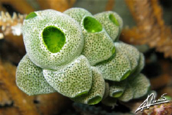 robust sea squirt, Island 9 reef Similan national park by Adriano Trapani 